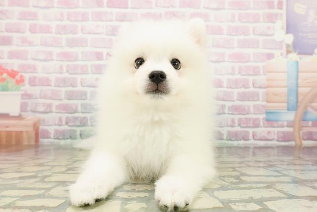 神奈川県の日本スピッツ (Coo&RIKU平塚店/2026年2月23日生まれ/男の子/ホワイト)の子犬の1枚目の画像