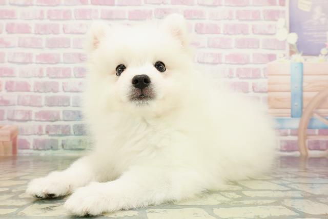 神奈川県の日本スピッツ (Coo&RIKU平塚店/2026年2月23日生まれ/男の子/ホワイト)の子犬の2枚目の画像