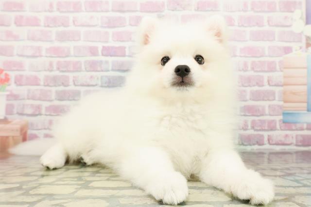 神奈川県の日本スピッツ (Coo&RIKU平塚店/2026年2月23日生まれ/男の子/ホワイト)の子犬の3枚目の画像