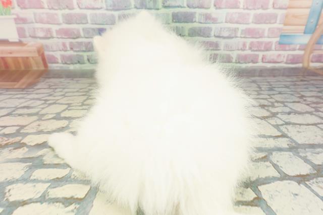 神奈川県の日本スピッツ (Coo&RIKU平塚店/2026年2月23日生まれ/男の子/ホワイト)の子犬の4枚目の画像