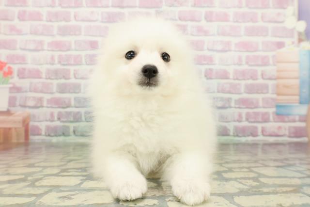 神奈川県の日本スピッツ (Coo&RIKU横浜港南台店/2026年2月23日生まれ/女の子/ホワイト)の子犬の1枚目の画像