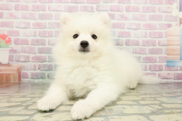 神奈川県の日本スピッツ (Coo&RIKU横浜港南台店/2026年2月23日生まれ/女の子/ホワイト)の子犬の2枚目の画像