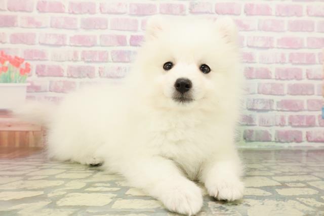 神奈川県の日本スピッツ (Coo&RIKU横浜港南台店/2026年2月23日生まれ/女の子/ホワイト)の子犬の3枚目の画像