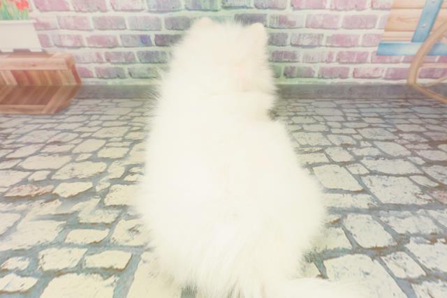 神奈川県の日本スピッツ (Coo&RIKU横浜港南台店/2026年2月23日生まれ/女の子/ホワイト)の子犬の4枚目の画像