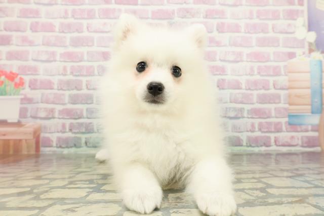 東京都の日本スピッツ (Coo&RIKU立川店/2026年2月23日生まれ/女の子/ホワイト)の子犬