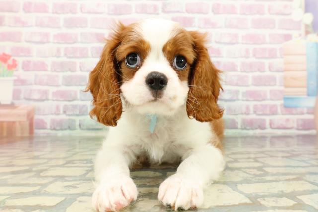 神奈川県のキャバリアキングチャールズスパニエル (Coo&RIKU横浜旭店/2026年2月23日生まれ/女の子/ブレンハイム)の子犬の1枚目の画像