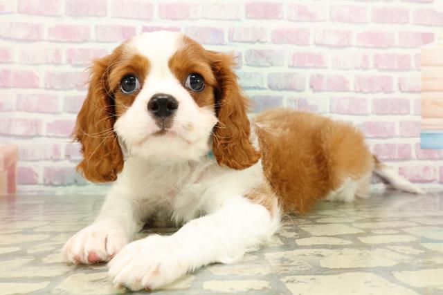 神奈川県のキャバリアキングチャールズスパニエル (Coo&RIKU横浜旭店/2026年2月23日生まれ/女の子/ブレンハイム)の子犬の2枚目の画像