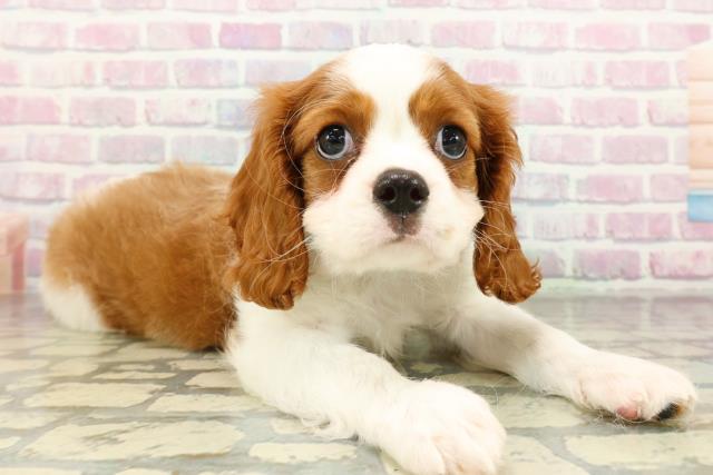 神奈川県のキャバリアキングチャールズスパニエル (Coo&RIKU横浜旭店/2026年2月23日生まれ/女の子/ブレンハイム)の子犬の3枚目の画像