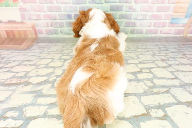 神奈川県のキャバリアキングチャールズスパニエル (Coo&RIKU横浜旭店/2026年2月23日生まれ/女の子/ブレンハイム)の子犬の4枚目の画像