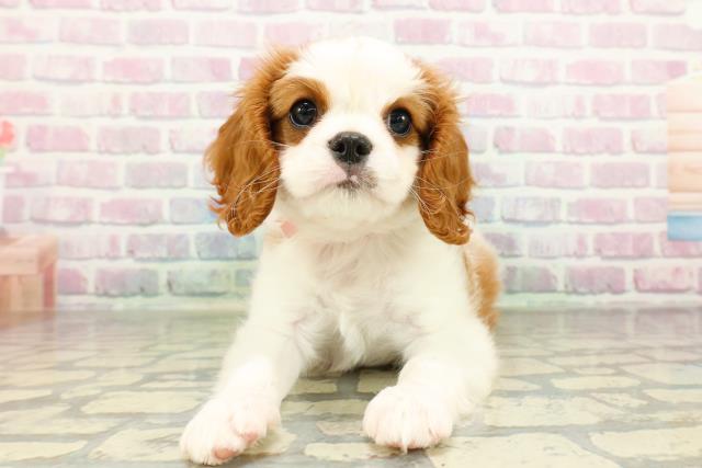 神奈川県のキャバリアキングチャールズスパニエル (Coo&RIKU相模原店/2026年2月23日生まれ/女の子/ブレンハイム)の子犬の1枚目の画像