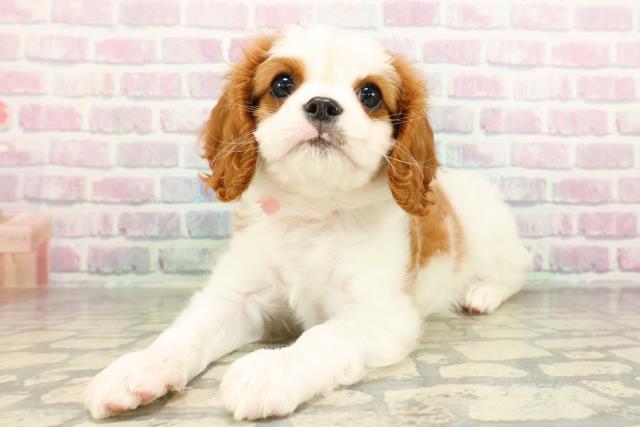 神奈川県のキャバリアキングチャールズスパニエル (Coo&RIKU相模原店/2026年2月23日生まれ/女の子/ブレンハイム)の子犬の2枚目の画像