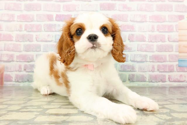 神奈川県のキャバリアキングチャールズスパニエル (Coo&RIKU相模原店/2026年2月23日生まれ/女の子/ブレンハイム)の子犬の3枚目の画像