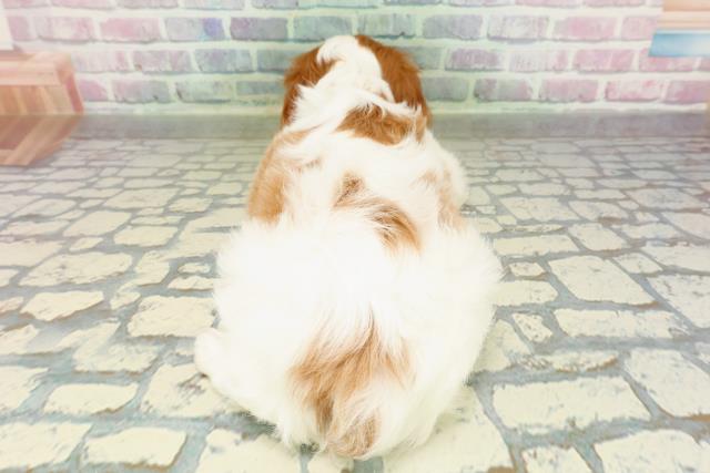 神奈川県のキャバリアキングチャールズスパニエル (Coo&RIKU相模原店/2026年2月23日生まれ/女の子/ブレンハイム)の子犬の4枚目の画像