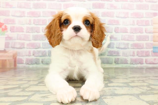 神奈川県のキャバリアキングチャールズスパニエル (Coo&RIKU小田原店/2026年2月23日生まれ/女の子/ブレンハイム)の子犬の1枚目の画像