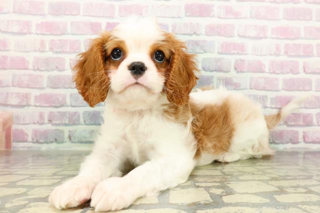 神奈川県のキャバリアキングチャールズスパニエル (Coo&RIKU小田原店/2026年2月23日生まれ/女の子/ブレンハイム)の子犬の2枚目の画像