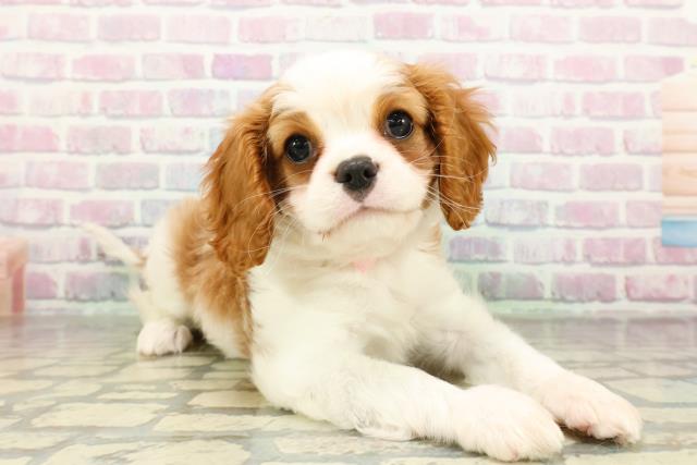 神奈川県のキャバリアキングチャールズスパニエル (Coo&RIKU小田原店/2026年2月23日生まれ/女の子/ブレンハイム)の子犬の3枚目の画像