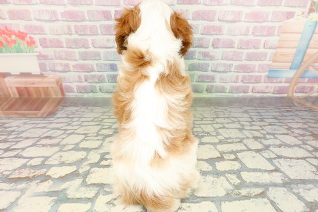 神奈川県のキャバリアキングチャールズスパニエル (Coo&RIKU小田原店/2026年2月23日生まれ/女の子/ブレンハイム)の子犬の4枚目の画像