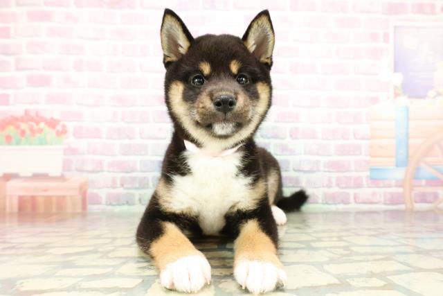 栃木県の柴犬(標準サイズ) (Coo&RIKU宇都宮店/2026年2月24日生まれ/女の子/黒)の子犬の1枚目の画像