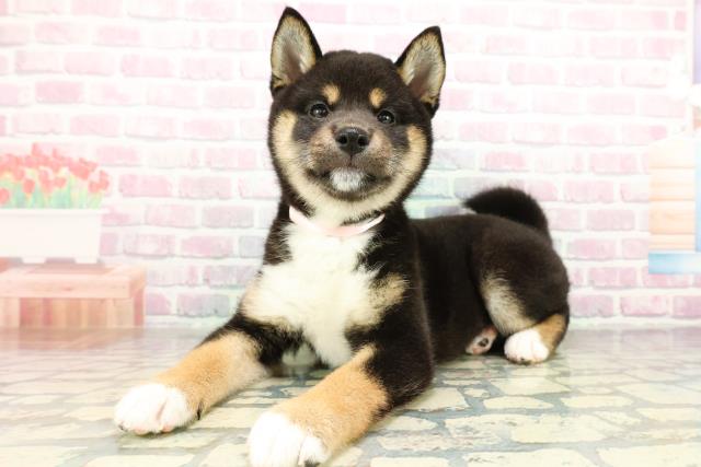 栃木県の柴犬(標準サイズ) (Coo&RIKU宇都宮店/2026年2月24日生まれ/女の子/黒)の子犬の2枚目の画像