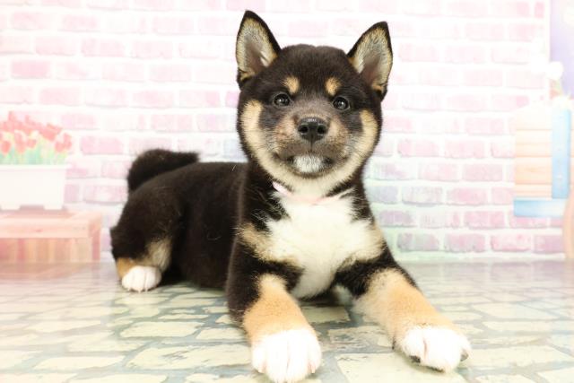 栃木県の柴犬(標準サイズ) (Coo&RIKU宇都宮店/2026年2月24日生まれ/女の子/黒)の子犬の3枚目の画像