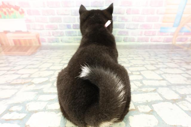 栃木県の柴犬(標準サイズ) (Coo&RIKU宇都宮店/2026年2月24日生まれ/女の子/黒)の子犬の4枚目の画像