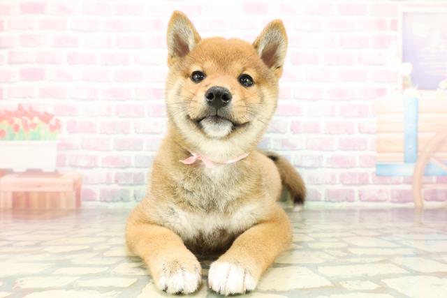 神奈川県の柴犬(標準サイズ) (Coo&RIKU平塚店/2026年2月24日生まれ/女の子/赤)の子犬の1枚目の画像