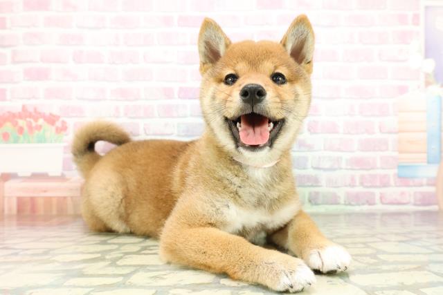 神奈川県の柴犬(標準サイズ) (Coo&RIKU平塚店/2026年2月24日生まれ/女の子/赤)の子犬の3枚目の画像