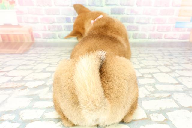 神奈川県の柴犬(標準サイズ) (Coo&RIKU平塚店/2026年2月24日生まれ/女の子/赤)の子犬の4枚目の画像