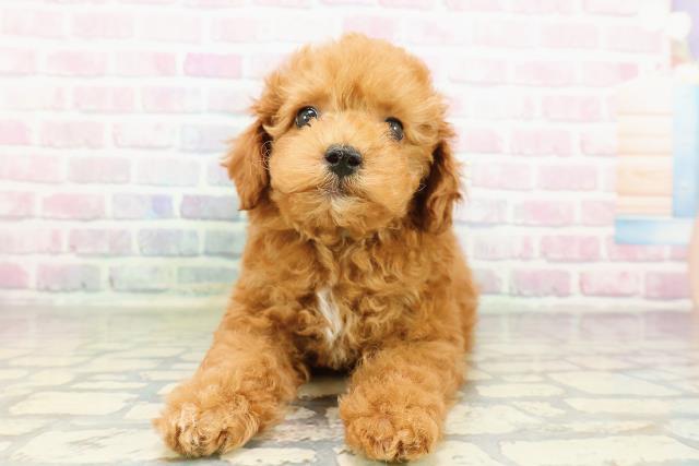 東京都のトイプードル(トイ) (Coo&RIKU板橋店/2026年2月24日生まれ/男の子/レッド)の子犬の1枚目の画像