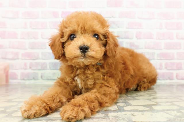 東京都のトイプードル(トイ) (Coo&RIKU板橋店/2026年2月24日生まれ/男の子/レッド)の子犬の2枚目の画像