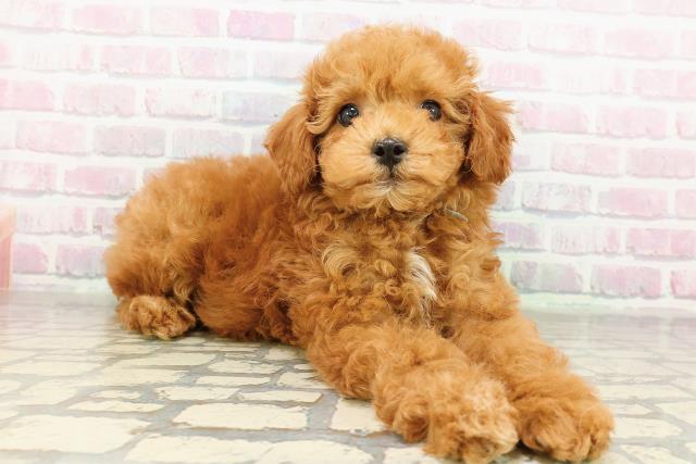 東京都のトイプードル(トイ) (Coo&RIKU板橋店/2026年2月24日生まれ/男の子/レッド)の子犬の3枚目の画像