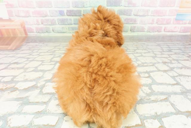 東京都のトイプードル(トイ) (Coo&RIKU板橋店/2026年2月24日生まれ/男の子/レッド)の子犬の4枚目の画像