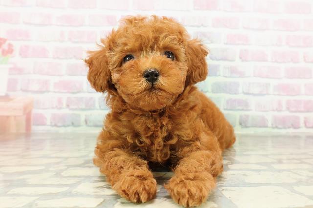 東京都のトイプードル(トイ) (Coo&RIKU江戸川店/2026年2月24日生まれ/女の子/レッド)の子犬