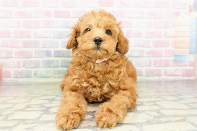 東京都のトイプードル(トイ) (Coo&RIKU練馬店/2026年2月24日生まれ/女の子/アプリコット)の子犬の1枚目の画像