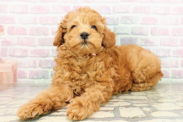 東京都のトイプードル(トイ) (Coo&RIKU練馬店/2026年2月24日生まれ/女の子/アプリコット)の子犬の2枚目の画像