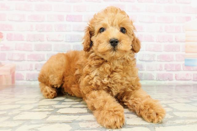 東京都のトイプードル(トイ) (Coo&RIKU練馬店/2026年2月24日生まれ/女の子/アプリコット)の子犬の3枚目の画像