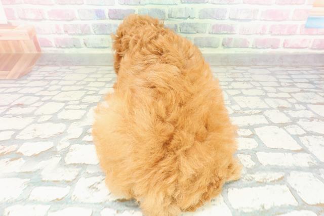 東京都のトイプードル(トイ) (Coo&RIKU練馬店/2026年2月24日生まれ/女の子/アプリコット)の子犬の4枚目の画像