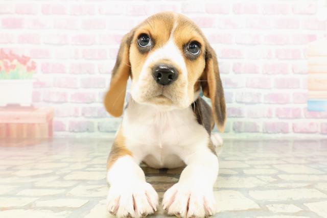 ビーグル