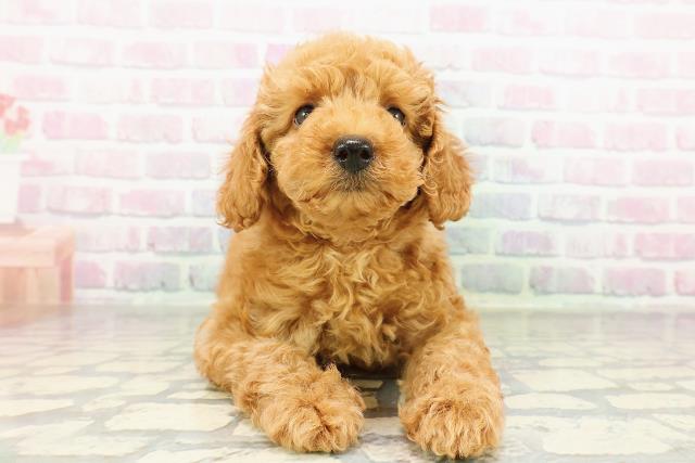 神奈川県のトイプードル(トイ) (Coo&RIKU平塚店/2026年2月25日生まれ/女の子/アプリコット)の子犬の1枚目の画像