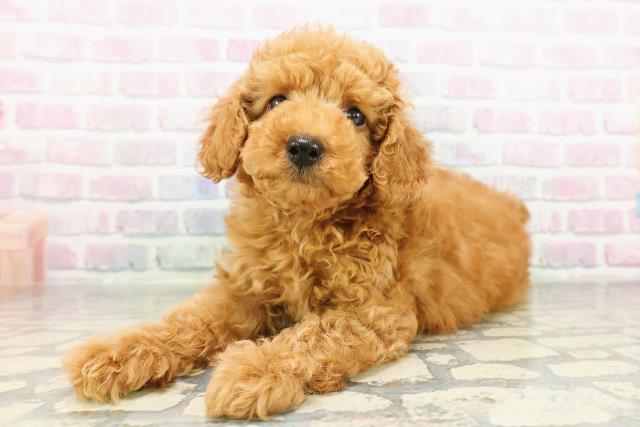 神奈川県のトイプードル(トイ) (Coo&RIKU平塚店/2026年2月25日生まれ/女の子/アプリコット)の子犬の2枚目の画像