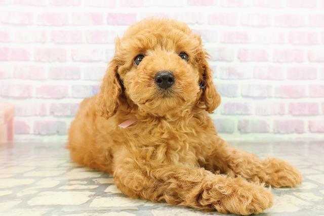 神奈川県のトイプードル(トイ) (Coo&RIKU平塚店/2026年2月25日生まれ/女の子/アプリコット)の子犬の3枚目の画像