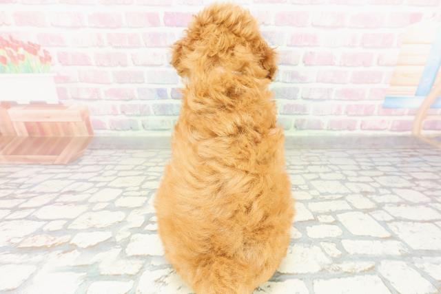 神奈川県のトイプードル(トイ) (Coo&RIKU平塚店/2026年2月25日生まれ/女の子/アプリコット)の子犬の4枚目の画像