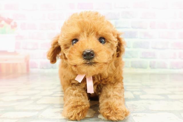 神奈川県のトイプードル(トイ) (Coo&RIKU横須賀店/2026年2月25日生まれ/女の子/レッド)の子犬の1枚目の画像