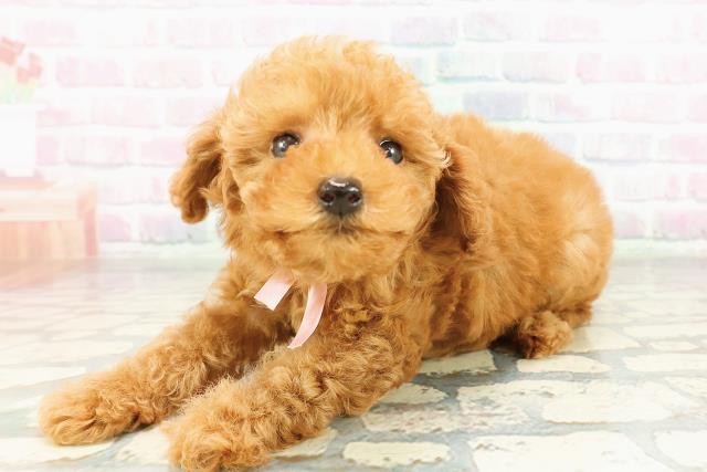 神奈川県のトイプードル(トイ) (Coo&RIKU横須賀店/2026年2月25日生まれ/女の子/レッド)の子犬の2枚目の画像