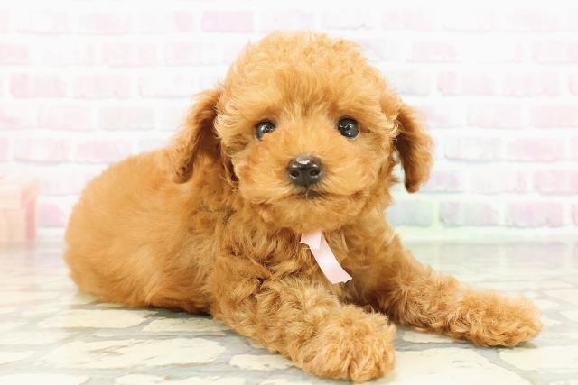 神奈川県のトイプードル(トイ) (Coo&RIKU横須賀店/2026年2月25日生まれ/女の子/レッド)の子犬の3枚目の画像