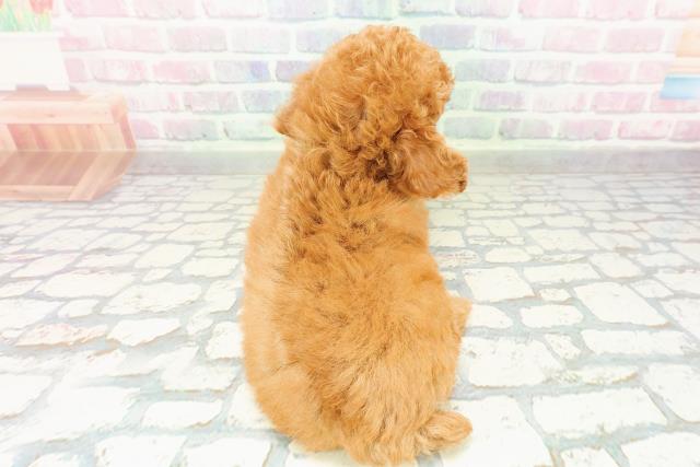 神奈川県のトイプードル(トイ) (Coo&RIKU横須賀店/2026年2月25日生まれ/女の子/レッド)の子犬の4枚目の画像