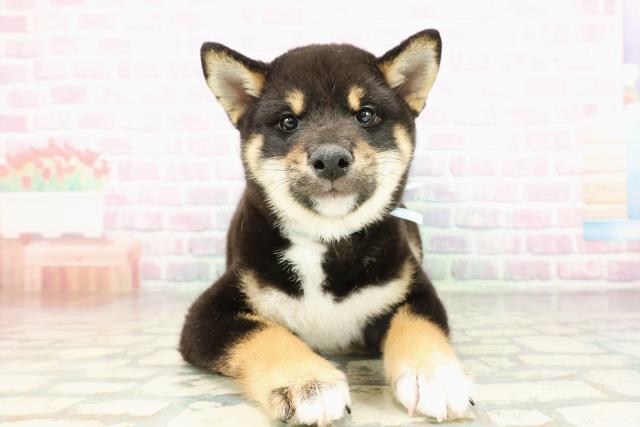 茨城県の柴犬(標準サイズ) (Coo&RIKU牛久店/2026年2月21日生まれ/男の子/黒)の子犬