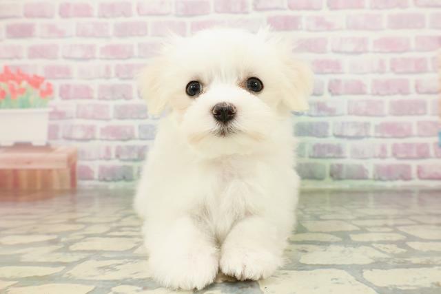 神奈川県のマルチーズ (Coo&RIKU横浜旭店/2026年2月21日生まれ/女の子/ホワイト)の子犬の1枚目の画像
