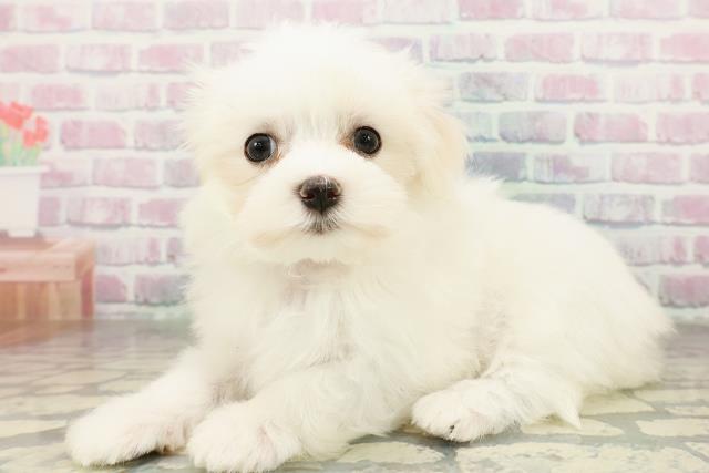 神奈川県のマルチーズ (Coo&RIKU横浜旭店/2026年2月21日生まれ/女の子/ホワイト)の子犬の2枚目の画像