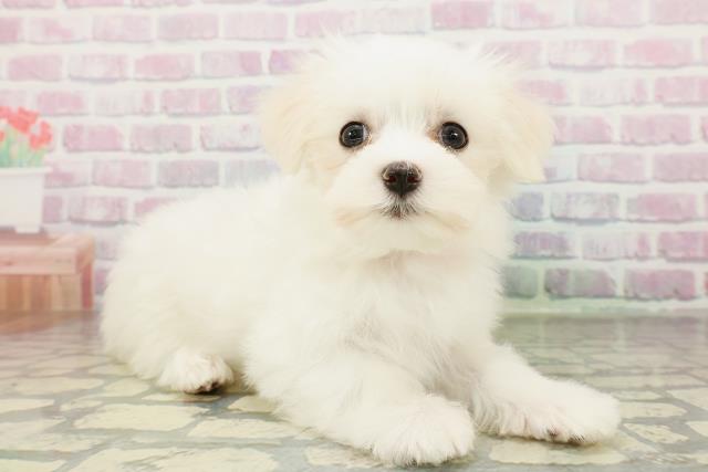 神奈川県のマルチーズ (Coo&RIKU横浜旭店/2026年2月21日生まれ/女の子/ホワイト)の子犬の3枚目の画像